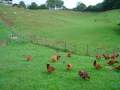 Gallinas de Alkeberea